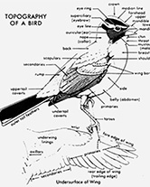bird topography