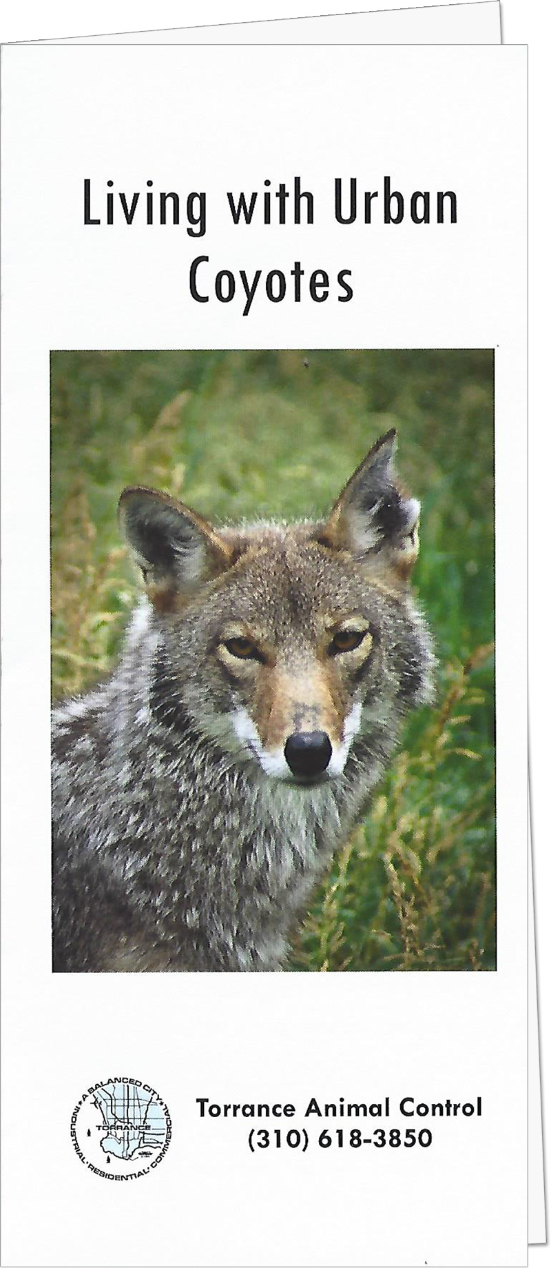 Urban Coyote Guide by Torrance Animal Control