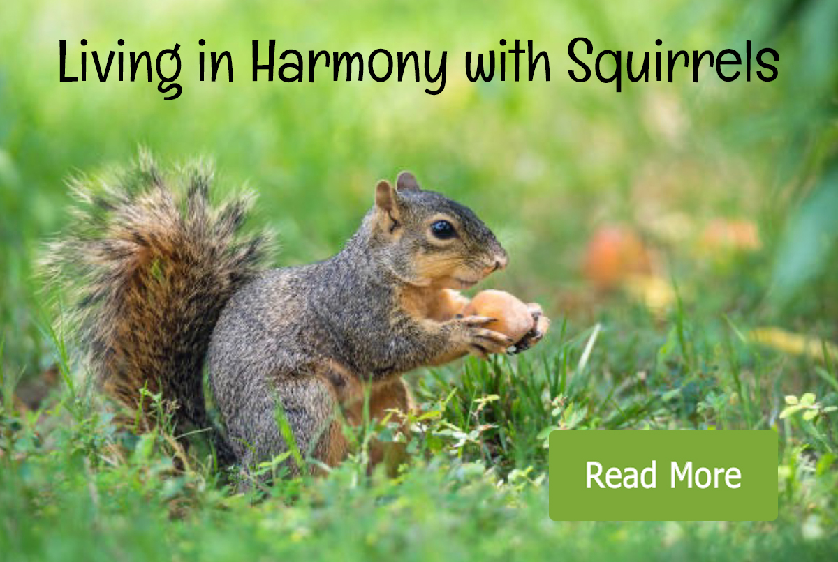 How to live harmoniously with squirrels