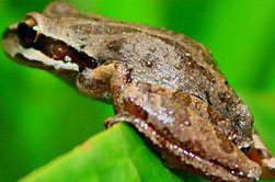 Pacific Frog brown