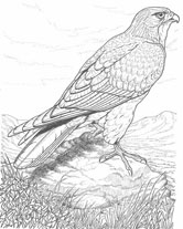 red tail hawk drawing