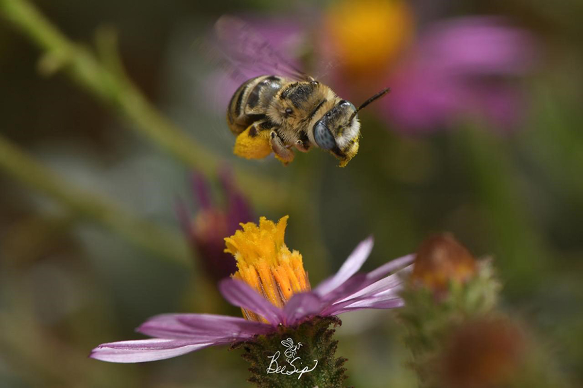 Native Bees Presentation with Krystle Hickman