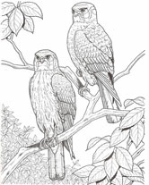 red tail hawk drawing