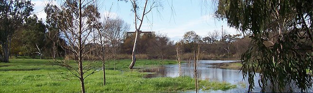 About Madrona Marsh