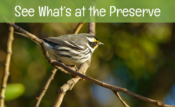 see what's at the Madrona Marsh preserve