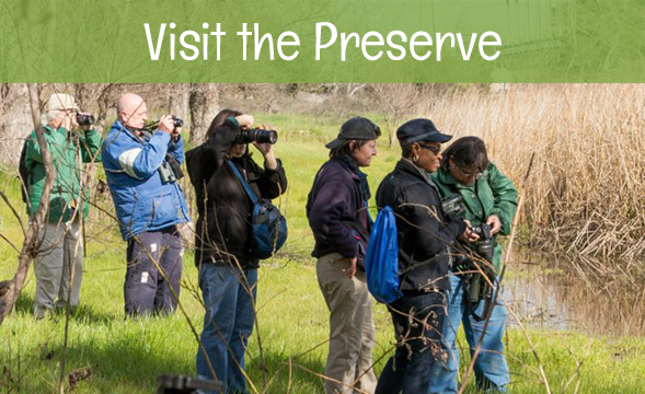 visit Madrona Marsh