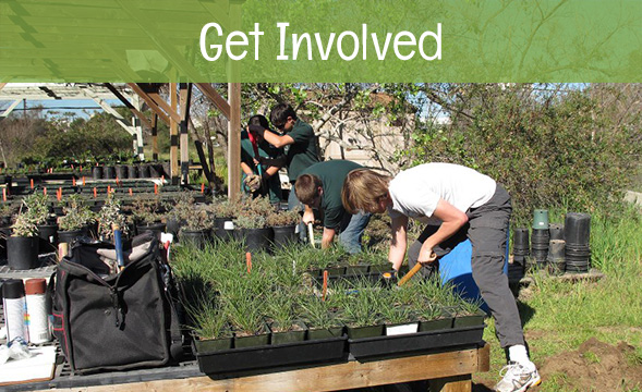 get involved - volunteer at Madrona Marsh