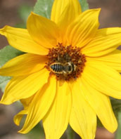 bee on flower