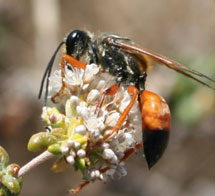 insect