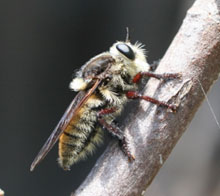 insect and twig