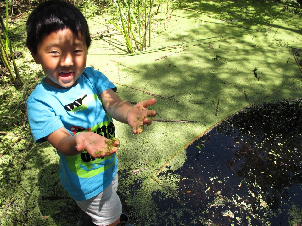 volunteer at Madrona Marsh
