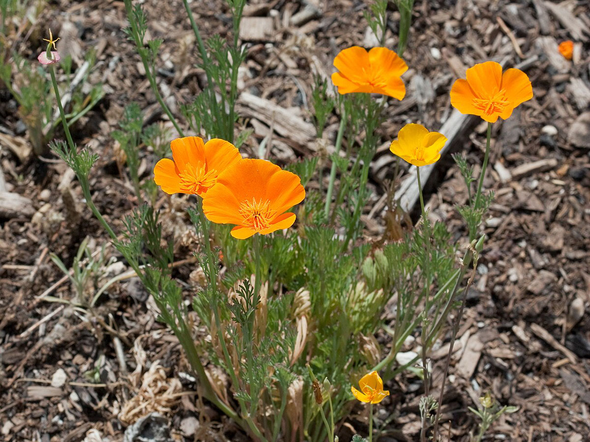 Native Plant Sale Saturday, 9/30