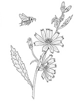 chickory