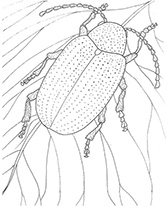dogbane leaf beetle