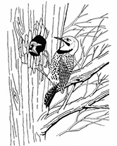 flicker