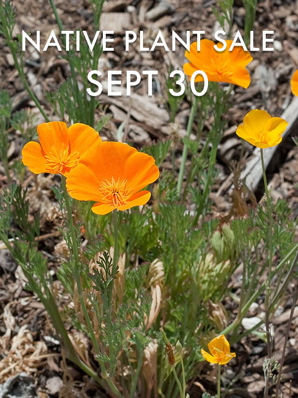 California Native Plant Sale