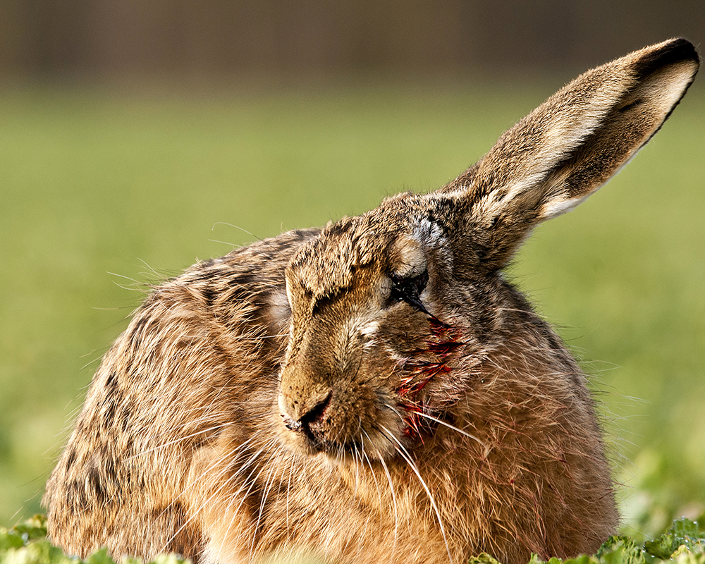 Call Madrona Marsh when injured animal found