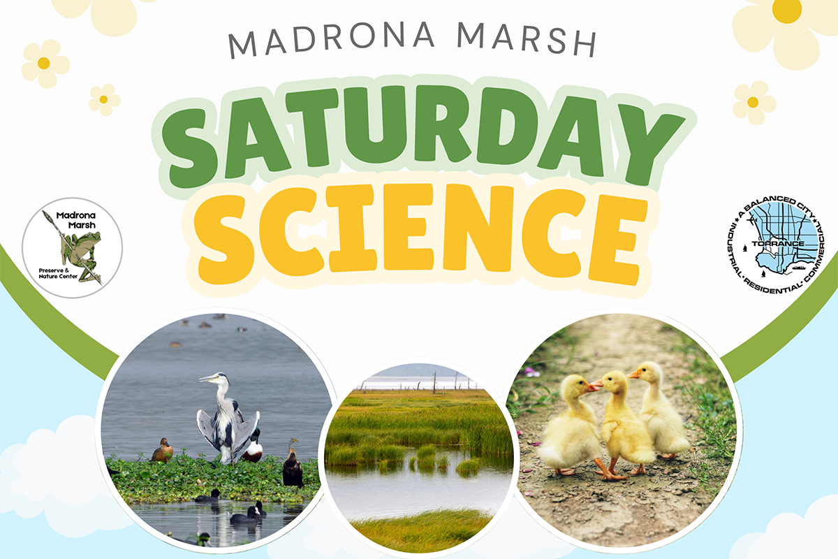 Saturday Science at Madrona Marsh - International Bird Rescue. Saturday August 16, 2025 at 1:00PM