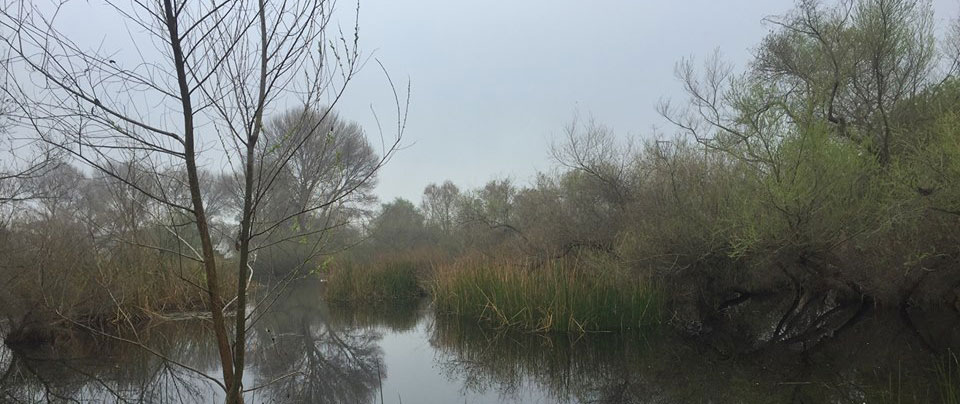 Madrona Marsh grasses
