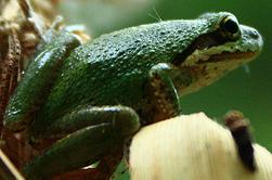 Pacific Frog -green