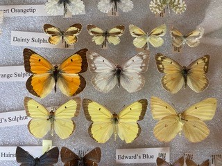 how to pin butterflies workshop