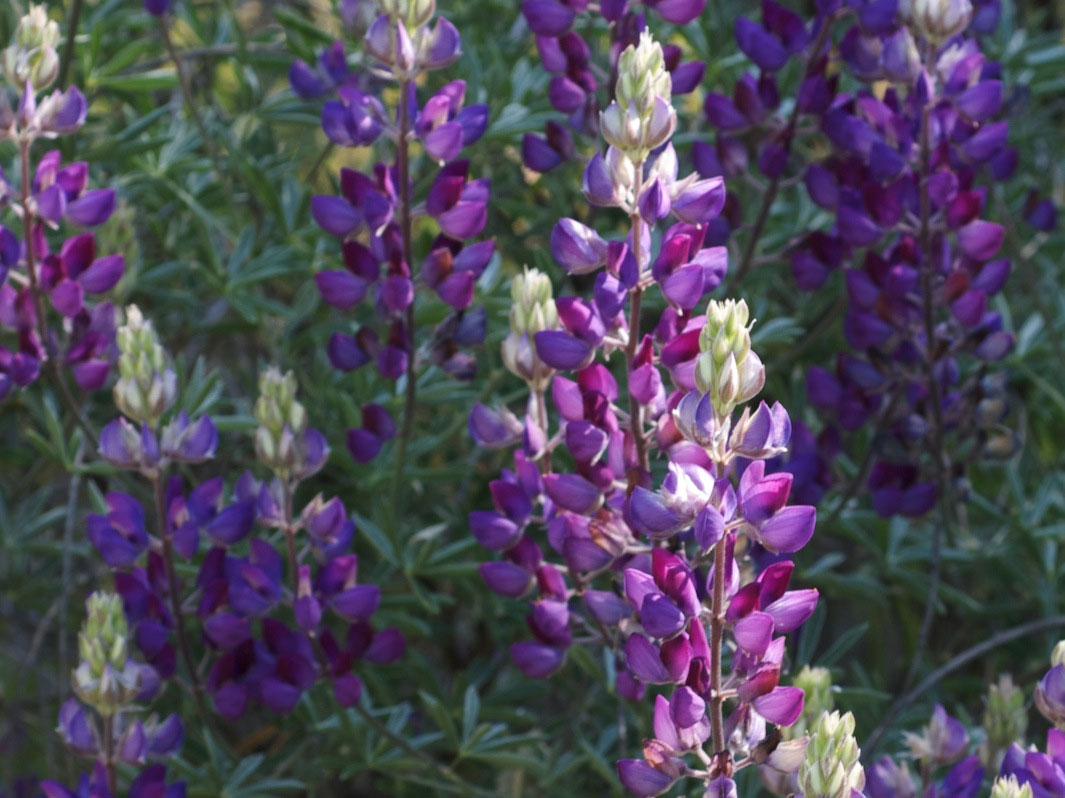 silver lupine california native plant to torrance