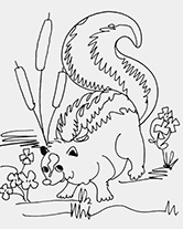 skunk