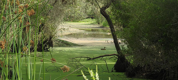 vernal marsh