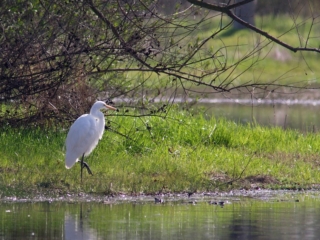 Great Egret