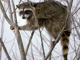 raccoon_climbing_in_tree