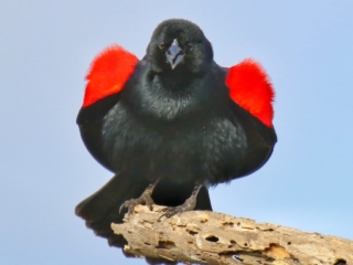 Red winged black bird