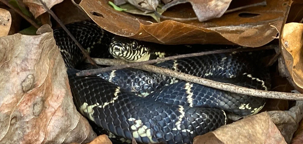 Help Name Our New Animal Ambassador