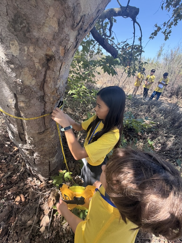 Junior Naturalist taking tree measurements for observations