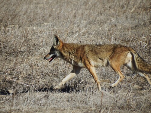 Project Coyote Applauds Torrance, Calif. Decision to Abandon Lethal Coyote Management