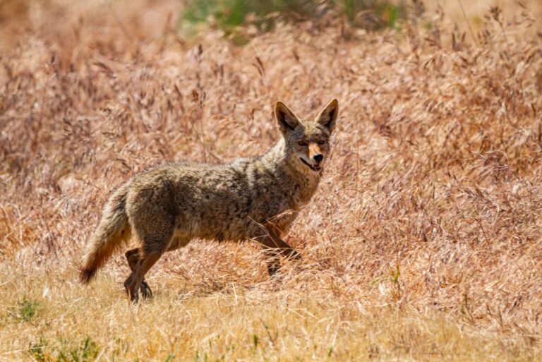 Coyote standing in brown grass